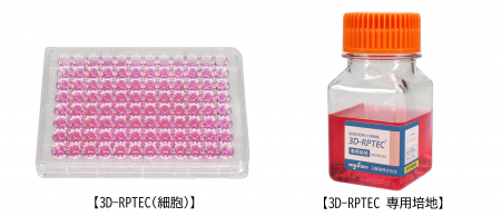 ヒト腎細胞「3D-RPTEC(R)」を用いた プベルル酸毒性評