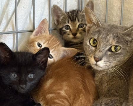 ピースニャンコが佐賀県で保護猫医療支援を開始「佐賀