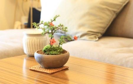 【阪急うめだ本店】ミニ盆栽に癒されて「BONSAI LIFE