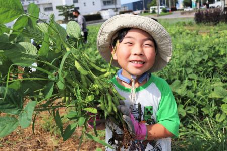 伊勢崎市で夏の農業体験　4月に種まきした枝豆の収穫