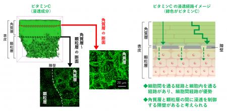 ビタミンCの皮膚浸透経路を3次元イメージングで解明