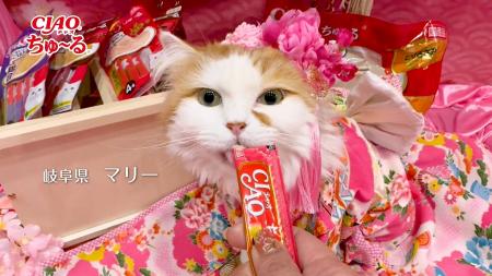 いなばペットフード　全国の猫ちゃんたちが大集合！20