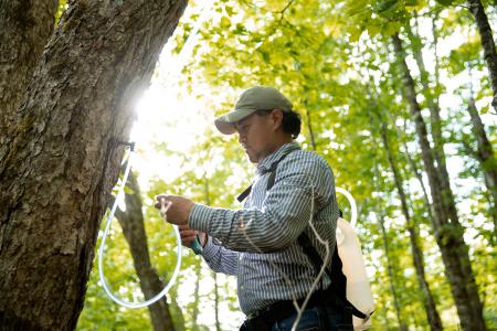 世界の食卓を支えるカナダ・ケベック州「メープutf-8