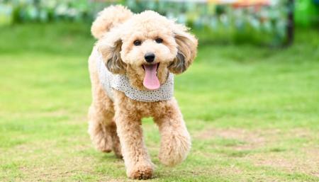 遮熱・放熱・UVカットウエアで愛犬を猛暑から守る、接