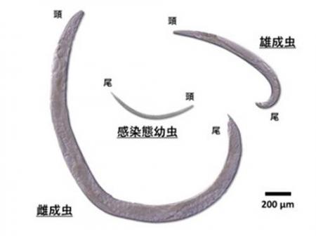 【中部大学】極めて高い殺虫力を備えた昆虫病原utf-8