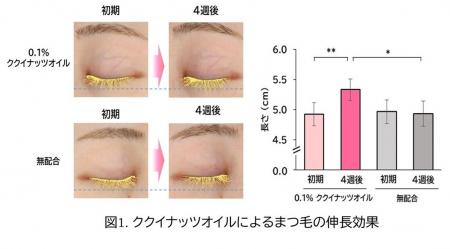 自然由来成分ククイナッツオイルのまつ毛育毛メカニズ