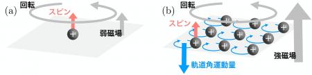磁気渦物質における角運動量反転現象の理論的発見 ～