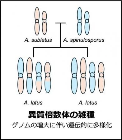 国内アスペルギルス症の原因菌種に新知見～病原菌の祖