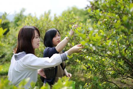 休暇村蒜山高原では、ブルーベリー収穫体験付きプラン