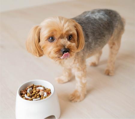 自然な体勢でゆっくり食べられる！愛犬の健康をサポー
