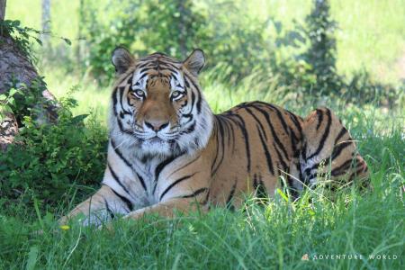 動物たちのいのちを未来へ将来の繁殖を目指し、アムー