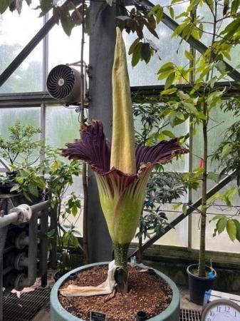 【国立科学博物館 筑波実験植物園】世界で最も大きな