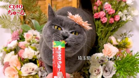 いなばペットフード　「CIAOちゅ～る」新CMパート5動