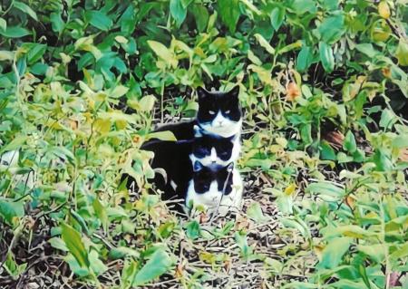 猫好きさんの写真を、お待ちしています