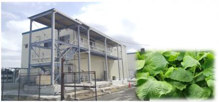 植物による有用タンパク質の大量生産技術を開発しまし