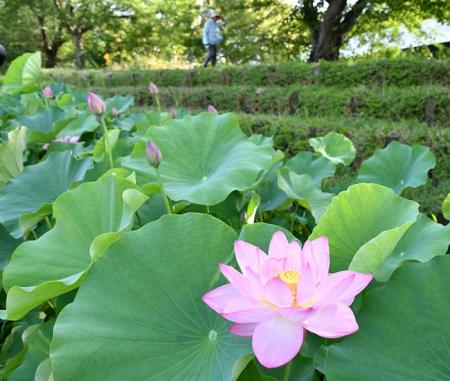 早朝に咲く大輪 高槻市の新川でハスが今年も開花