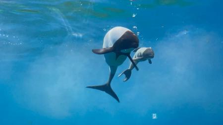 【仙台うみの杜水族館】親子が寄り添って、元気に遊泳