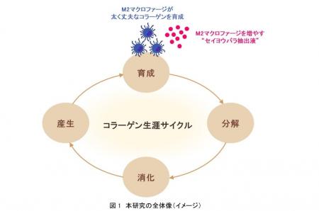 資生堂、M2マクロファージが太く丈夫なコラーゲンを「