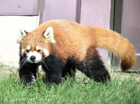 ジャイアントパンダが暮らしていたブリーディングセン