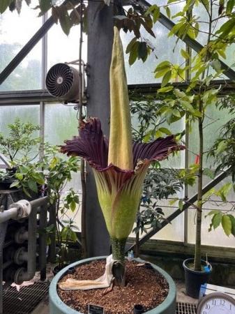 【国立科学博物館 筑波実験植物園】世界で最も大きな
