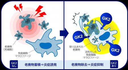 歯周病(※1)の発症・進行予防には歯ぐきの免疫機能が重