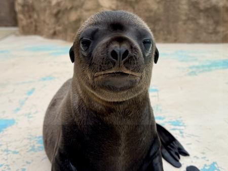 サンシャイン水族館で6月に生まれた新しい仲間 アシカ