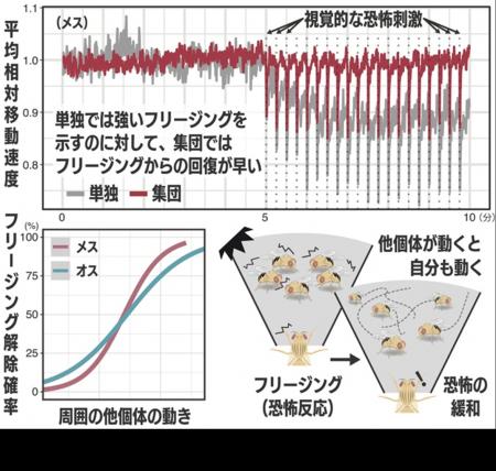 「多様性と同調」が集団をより強くする　ハエの行動か