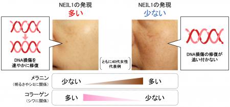 肌のメラニン、コラーゲンの量に影響を及ぼすDNA修復