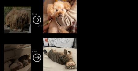 幸せになった保護犬猫たちの「見違える変化」をutf-8