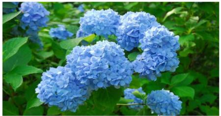 六甲高山植物園 鮮やかな六甲ブルー牧野富太郎がutf-8