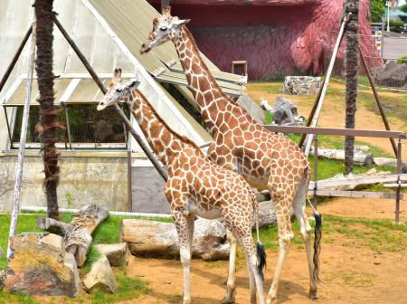 伊豆シャボテン動物公園のサバンナエリアに、2頭目の