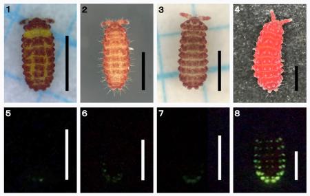 【多摩六都科学館】世界初！新種の発光トビムシを発見