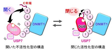 【横浜市立大学】活性化するUSP7の構造変化をクutf-8
