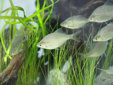 国の天然記念物「イタセンパラ」の生息域外保全にジェ
