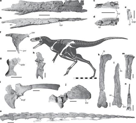 当社社員がティラノサウルス類新種発見に貢献