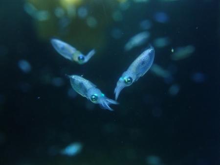 四国水族館でアオリイカの稚イカを展示しています