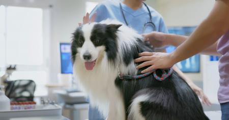 ペテモ動物病院むさし村山　7月19日、グランドオープ