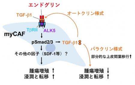 乳がんの悪性化に関わるがん関連線維芽細胞の新たな仕