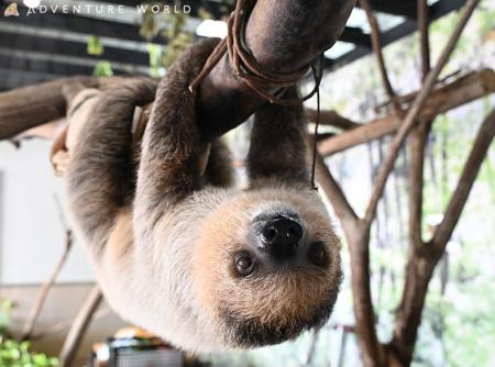 人工保育のフタユビナマケモノのこどもが仲間のもとへ