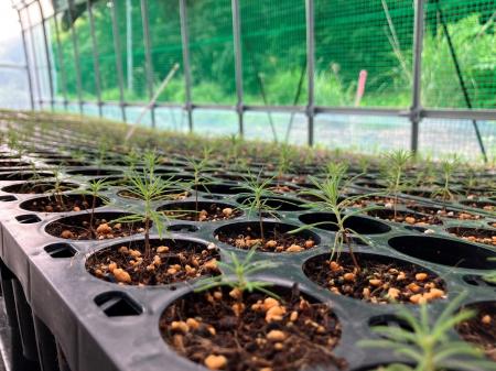 綿半グループ 須江林産が苗木の生産事業を開始