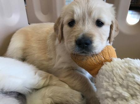 【緊急募集！】子犬を育てるボランティア！日本介助犬