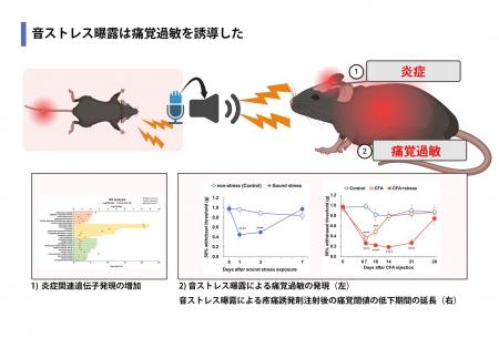 「痛み」は音で伝搬する ～痛みが増す原因は他者の痛