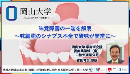 【岡山大学】味覚障害の一端を解明～味細胞のシナプス