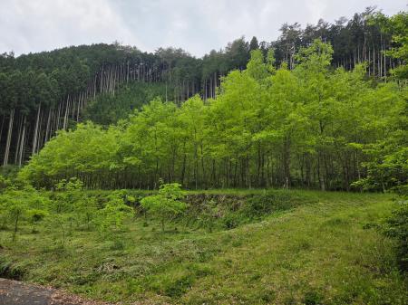 森を大切に育ててきた人の想いが形になった、優しさに