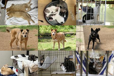熊本の動物愛護団体「ドッグレスキュー熊本」がutf-8