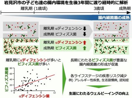 離乳期のαディフェンシンがビフィズス菌の定着を促す