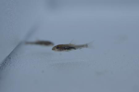 スマートアクアリウム静岡で続々繁殖中！当館生まれの