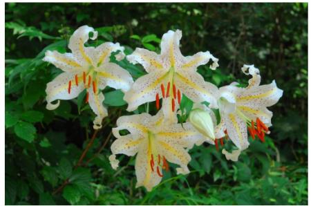 六甲高山植物園 カサブランカのもとになった日本utf-8