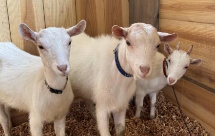 リベンリ秋田 仙北市の森の駅にペペロンチーノ専utf-8