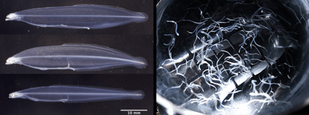ウナギ仔魚用のオリジナル飼料を産学連携で開発utf-8